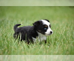 Small #3 Miniature Australian Shepherd