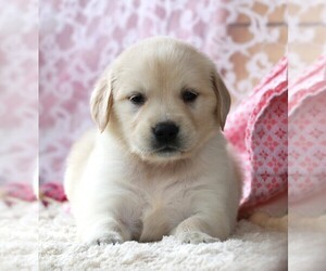 Golden Retriever Puppy for sale in SYRACUSE, IN, USA