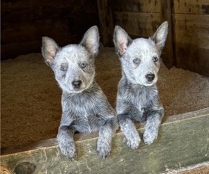 Australian Cattle Dog Puppy for sale in MIDDLEBORO, MA, USA