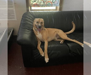 Pika - Male Mutt Dog for Adoption - Photo #50