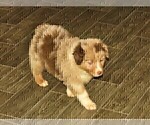 Small #1 Australian Shepherd