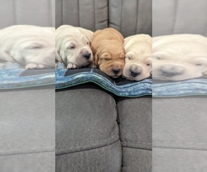 Golden Retriever Puppy for sale in ELVERTA, CA, USA