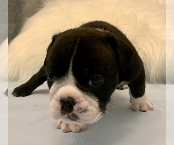 Medium Photo #20 Bulldog Puppy For Sale in JACKSONVILLE, FL, USA