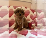 Small #8 Cavapoo