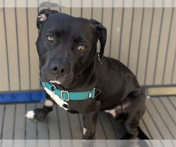 Medium Photo #2 American Pit Bull Terrier Puppy For Sale in Berkeley , CA, USA