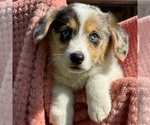 Small #2 Pembroke Welsh Corgi
