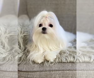 Mother of the Maltese puppies born on 12/16/2021