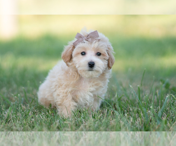 Medium Photo #64 Maltipoo (Miniature) Puppy For Sale in WARSAW, IN, USA