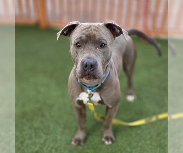 Medium Photo #2 Mutt Puppy For Sale in Las Vegas, NV, USA