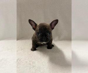 French Bulldog Puppy for sale in CHARLESTON, SC, USA