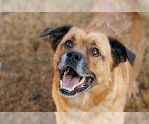 Mason - Male Golden Retriever-Unknown Mix Dog for Adoption - Photo #4