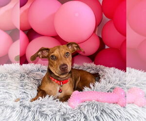 Chiweenie Dogs for adoption in Valrico, FL, USA