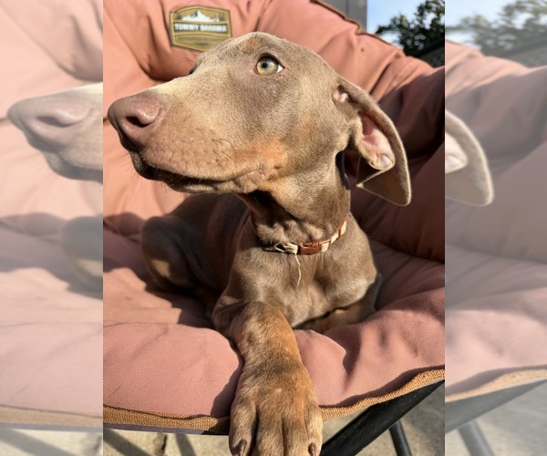 Medium Photo #1 Doberman Pinscher Puppy For Sale in ONTARIO, CA, USA