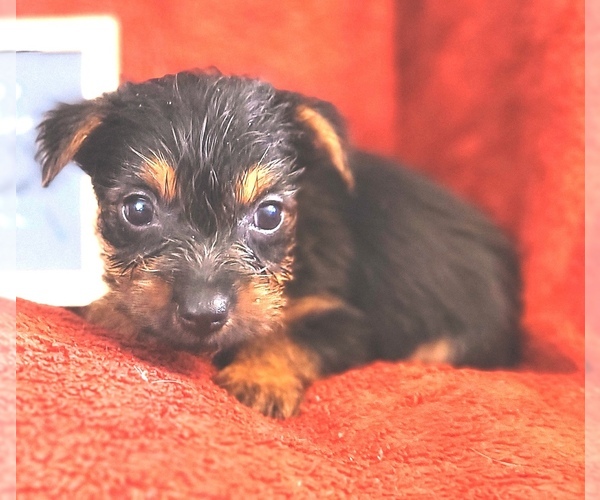 Medium Photo #2 Yorkshire Terrier Puppy For Sale in AKRON, OH, USA