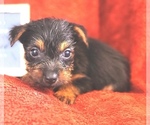 Puppy 1 Yorkshire Terrier