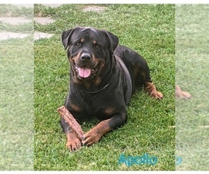 Father of the Rottweiler puppies born on 06/28/2025