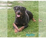 Small Photo #1 Rottweiler Puppy For Sale in DANVILLE, IL, USA