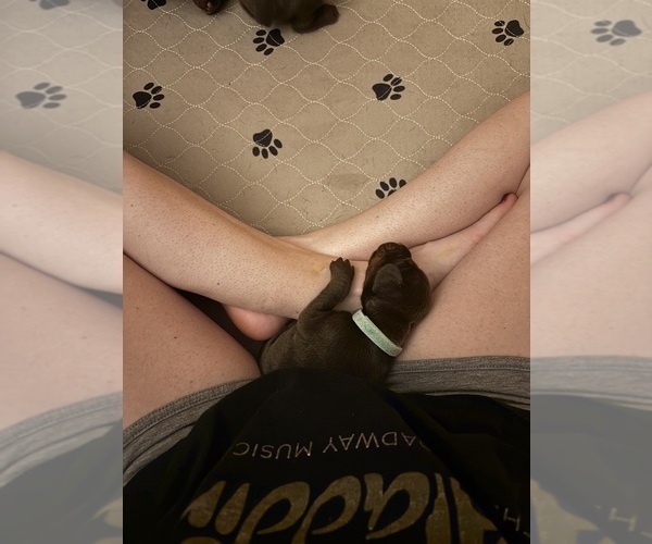Medium Photo #16 Doberman Pinscher Puppy For Sale in MACOMB TOWNSHIP, MI, USA
