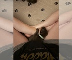 Small Photo #52 Doberman Pinscher Puppy For Sale in MACOMB TOWNSHIP, MI, USA