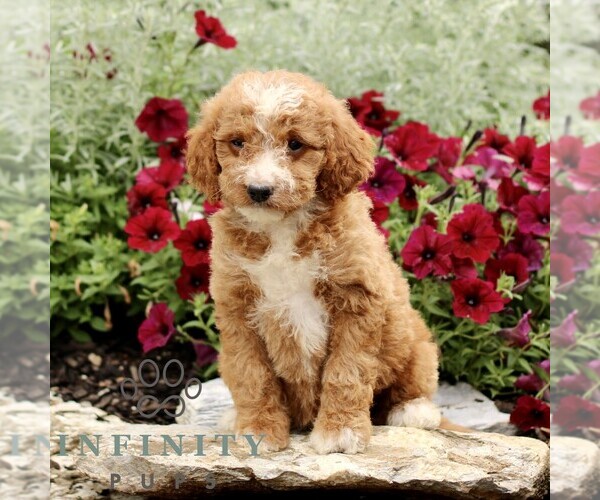 Medium Photo #3 Goldendoodle (Miniature) Puppy For Sale in LITITZ, PA, USA