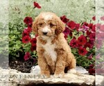 Small #2 Goldendoodle (Miniature)