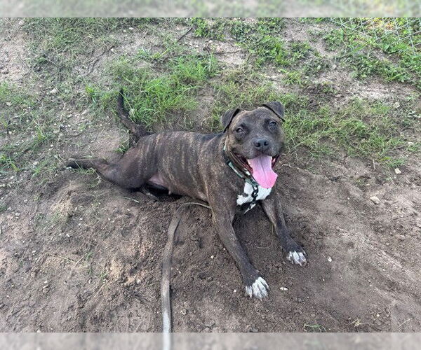 Medium Photo #3 American Pit Bull Terrier Puppy For Sale in Ocala, FL, USA