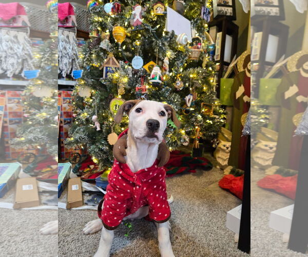 Medium Photo #2 Mutt Puppy For Sale in Fort Collins, CO, USA