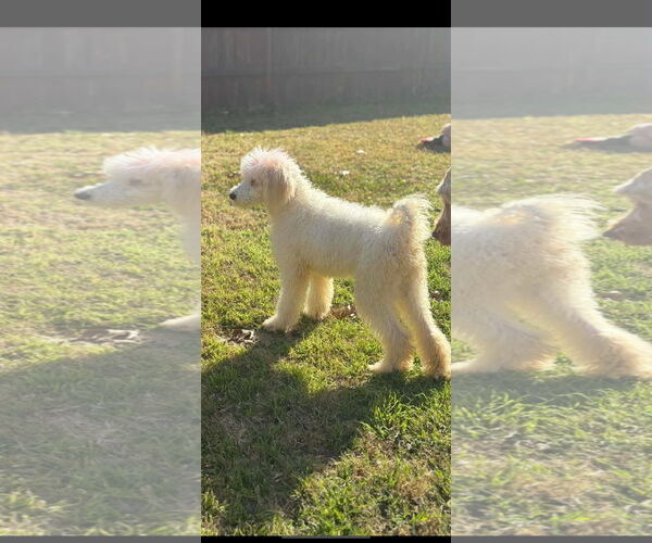 Medium Photo #2 Poodle (Standard) Puppy For Sale in Dallas, TX, USA