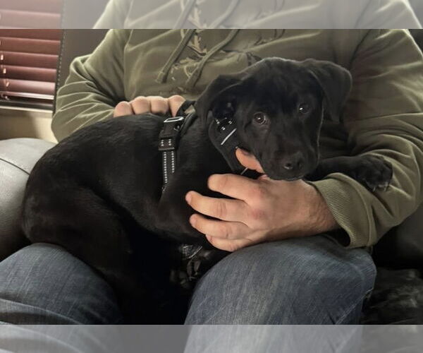 Medium Photo #4 Mutt Puppy For Sale in Germantown, OH, USA