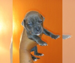 American Pit Bull Terrier-Bullypit Mix Puppy for sale in MARIETTA, GA, USA