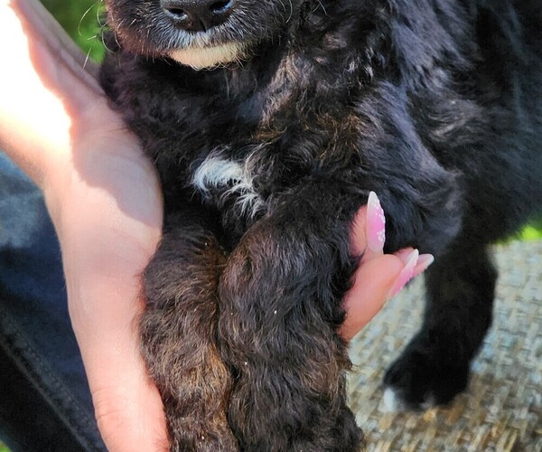 Medium Photo #10 F2 Aussiedoodle Puppy For Sale in COLUMBIA, TN, USA