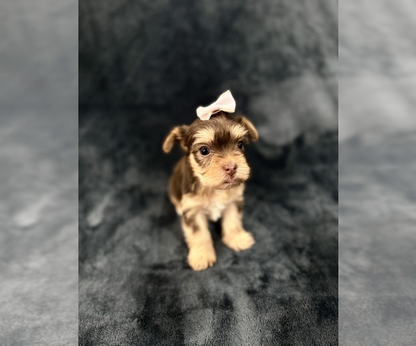 Medium Photo #15 Yorkshire Terrier Puppy For Sale in PARIS, TX, USA