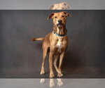 Small Mountain Cur Mix