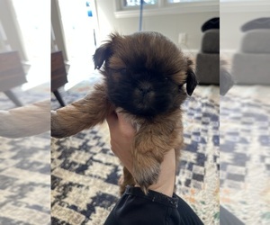 Shih Tzu Puppy for sale in HARTSVILLE, SC, USA