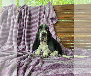 Medium Basset Hound