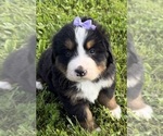 Small #5 Bernese Mountain Dog