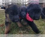 Small Photo #6 German Shepherd Dog Puppy For Sale in WHEELING, IL, USA