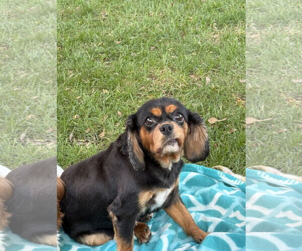 Medium Photo #2 Cavalier King Charles Spaniel Puppy For Sale in Sioux Falls, SD, USA