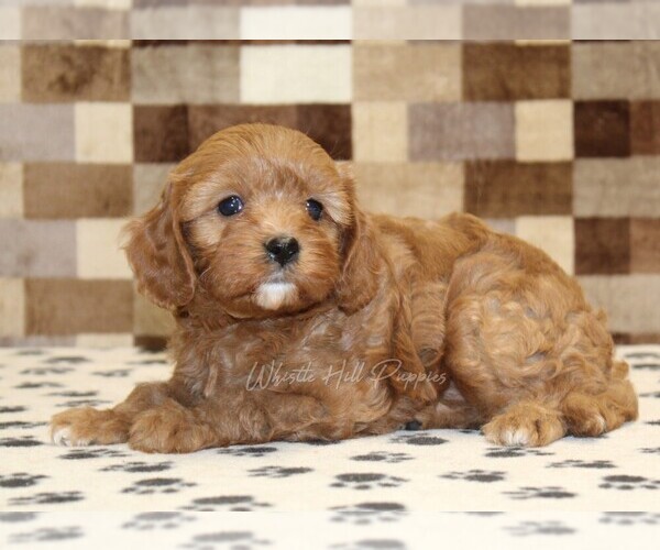 Medium Photo #2 Cavapoo (Miniature) Puppy For Sale in DENVER, PA, USA
