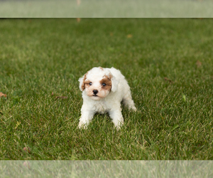 Aussiedoodle Miniature -Poodle (Miniature) Mix Puppy for sale in MILFORD, IN, USA