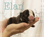 Small Photo #9 French Bulldog Puppy For Sale in EUGENE, OR, USA