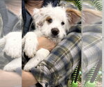 Small #1 Poodle (Miniature) Mix