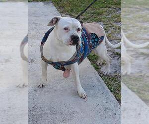 Mutt Dogs for adoption in Fort Lauderdale, FL, USA
