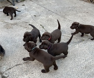 Labrador Retriever Litter for sale in UNION CITY, NJ, USA