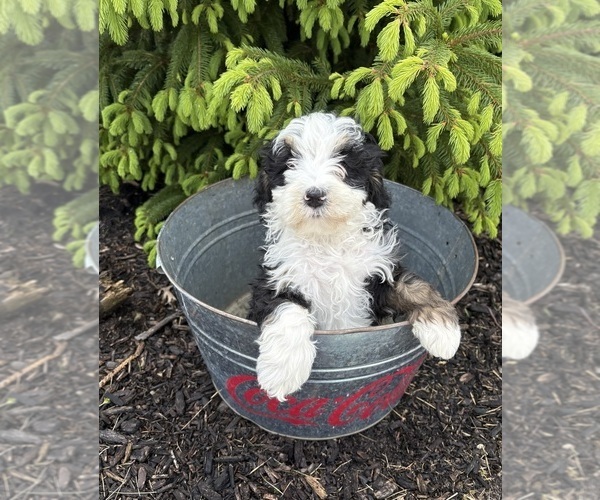 Medium Photo #3 Bernedoodle Puppy For Sale in MIDDLEBURY, IN, USA
