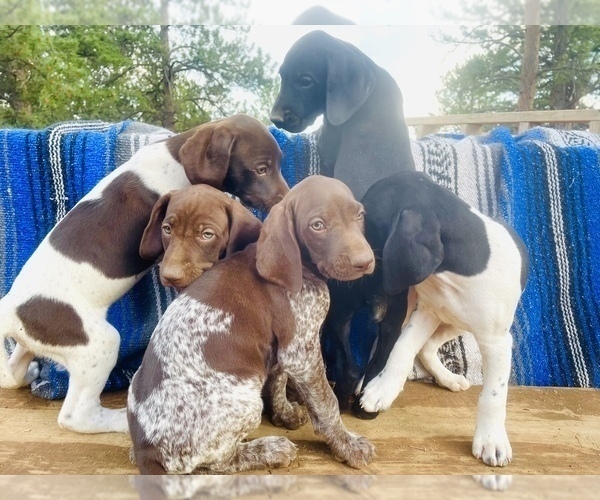 Medium Photo #2 German Shorthaired Pointer Puppy For Sale in DENVER, CO, USA