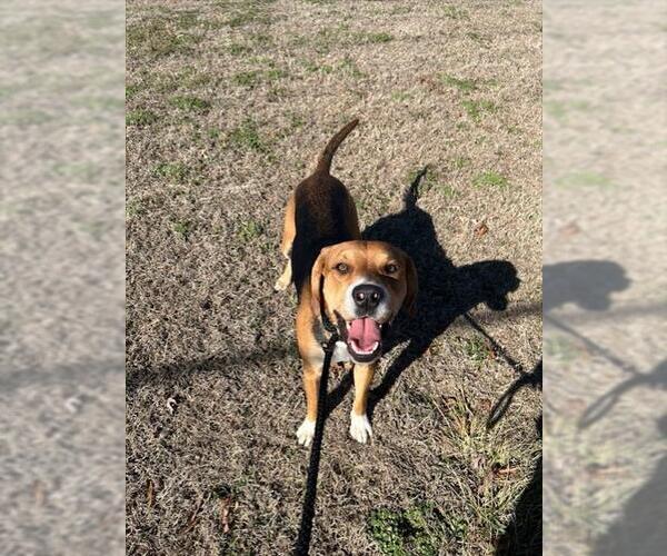 Medium Photo #1 Mutt Puppy For Sale in Newton, NC, USA