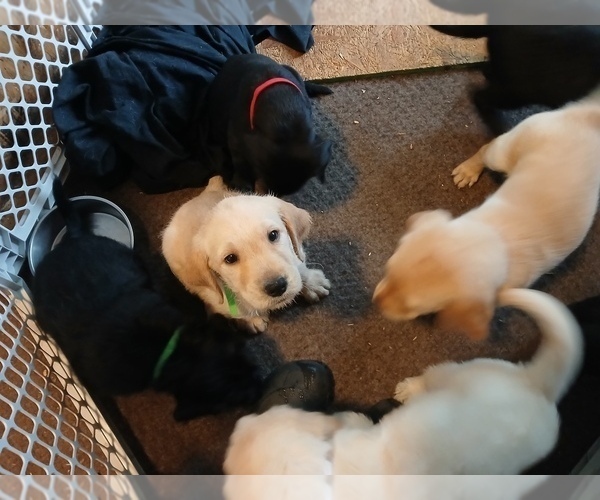 Medium Photo #2 Goldador Doodle Puppy For Sale in GIBSONVILLE, NC, USA