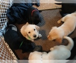 Small Photo #2 Goldador Doodle Puppy For Sale in GIBSONVILLE, NC, USA
