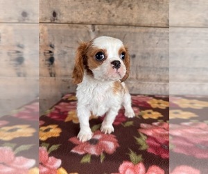 Cavalier King Charles Spaniel Puppy for sale in VERMONTVILLE, MI, USA
